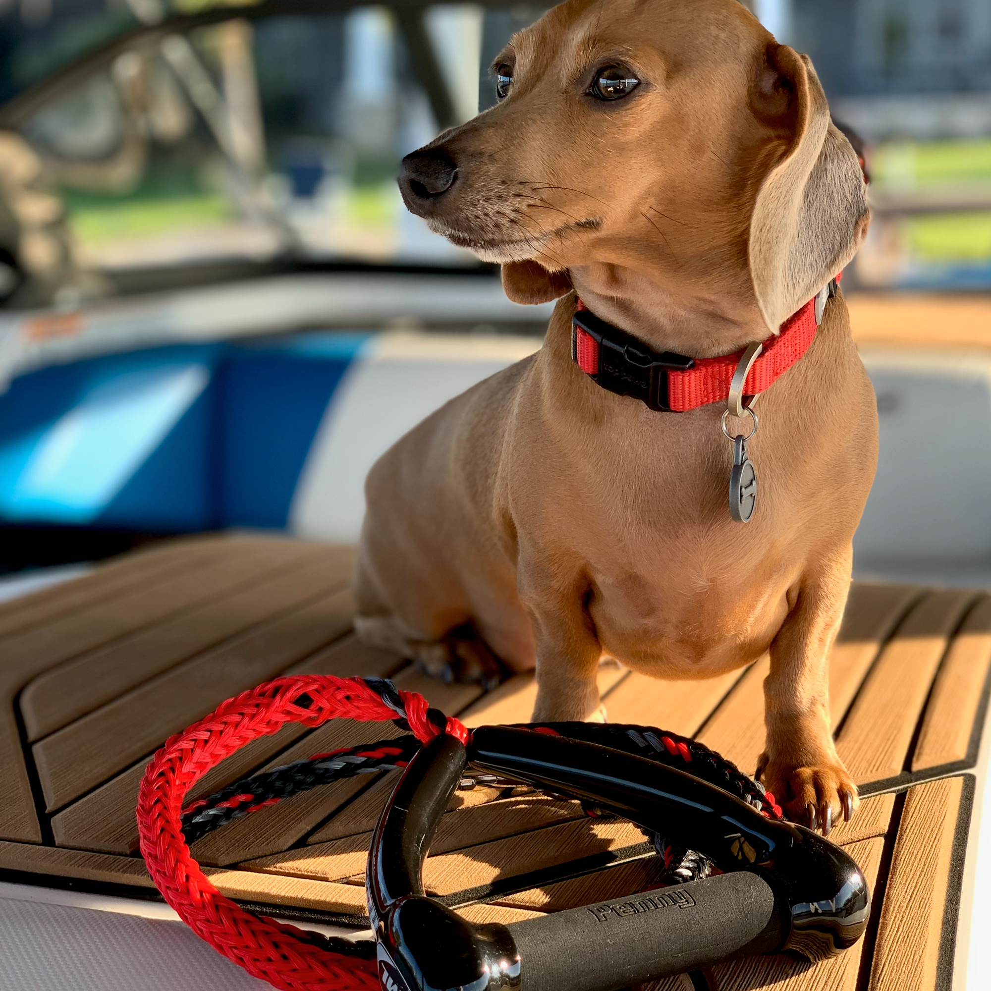 Personalized leash sales